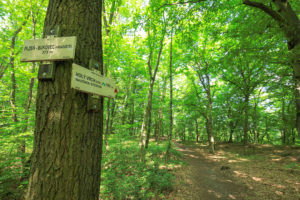 Listnatý lesní porost, kterým prochází pěší cesta, v levé části kmen dubu s turistickými rozcestníky.