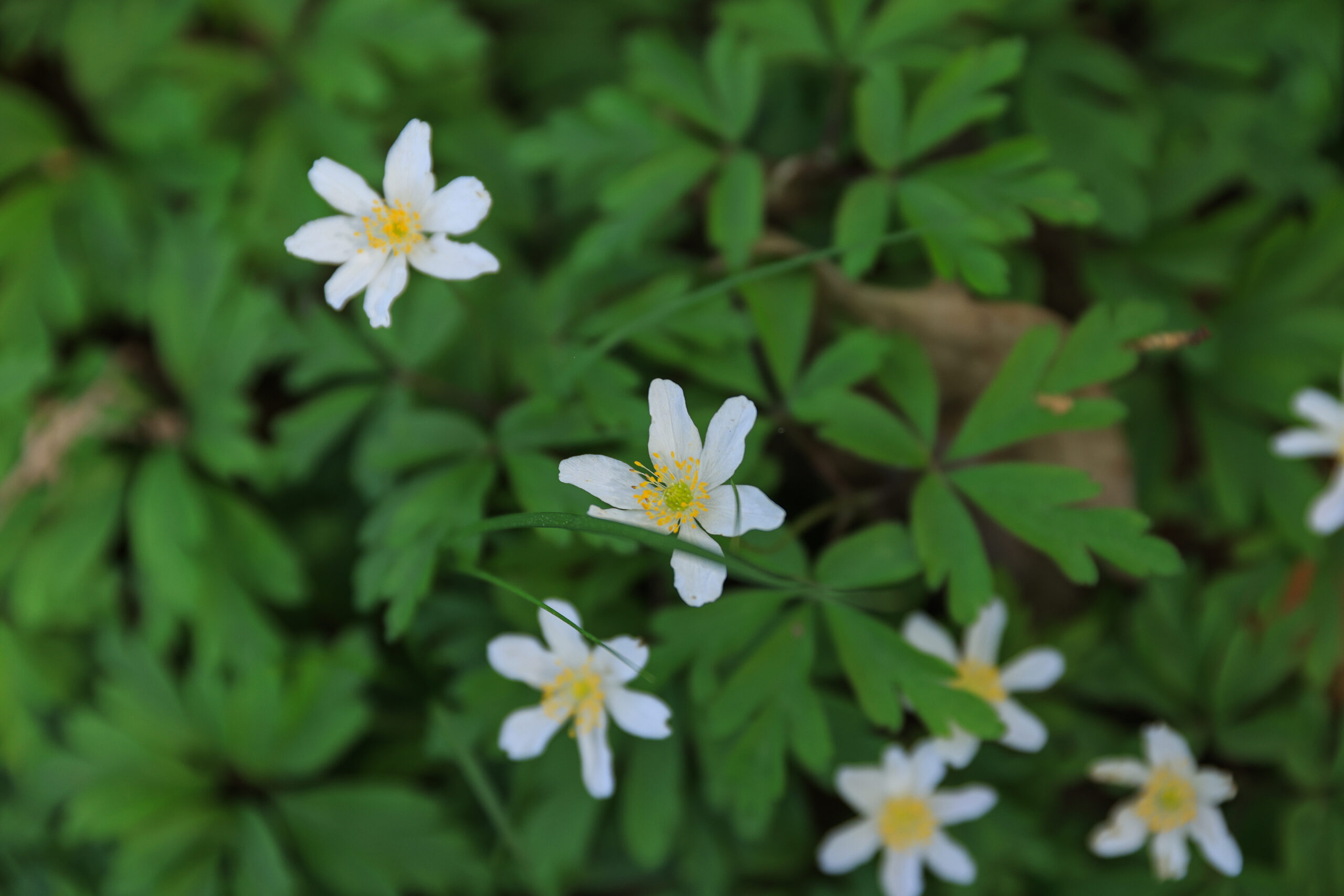 <h1>sasanka hajní (Anemonoides nemorosa)</h1><br />
Detailní záběr na květ sasanky hajní tvořící krásné bílé květy se žlutým středem. 