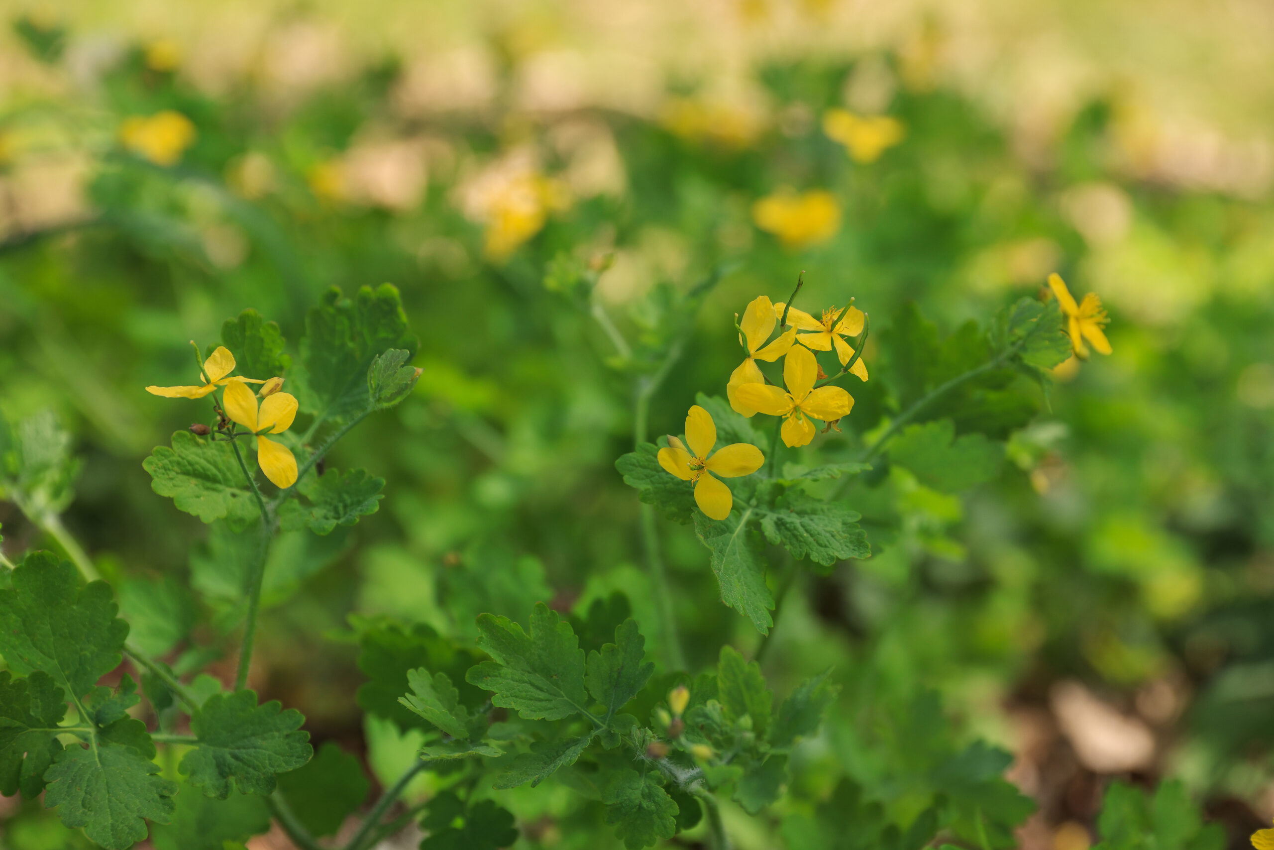 <h1>vlaštovičník větší (Chelidonium majus) </h1><br />
Typicky žluté květy složené ze 4 okvětních lístků. 