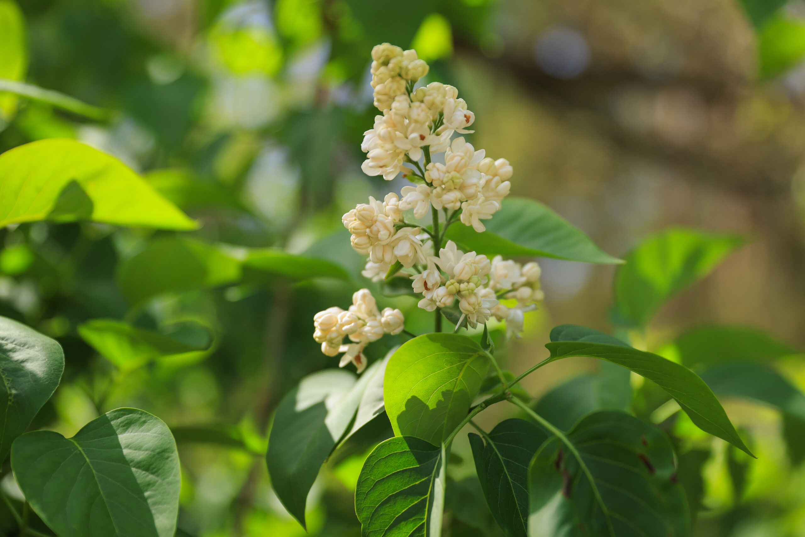 <h1>šeřík obecný (Syringa vulgaris)</h1><br />
Bílá varianta šeříku obecného. 