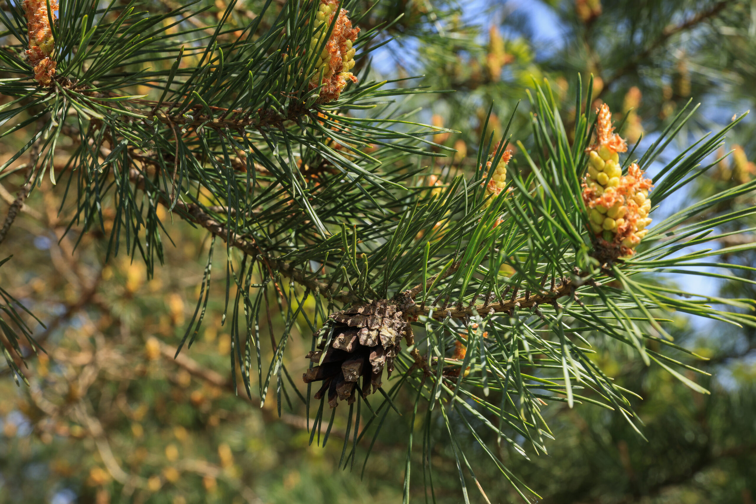 <h1>borovice lesní (Pinus sylvestris)</h1><br />
Borovice jsou typickou dřevinou, kterou lze na cestě kolem Boleveckých rybníků nalézt. Borovice lesní má vždy 2 jehlice v jednom svazku a malé šištice. 