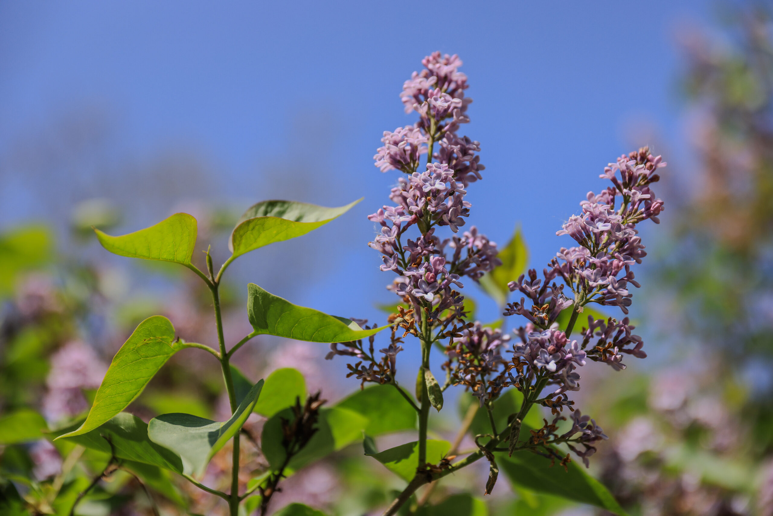 <h1>šeřík obecný (Syringa vulgaris) </h1><br />
Fialově zbarvené a výrazně vonící květy šeříku tvořící latu. 