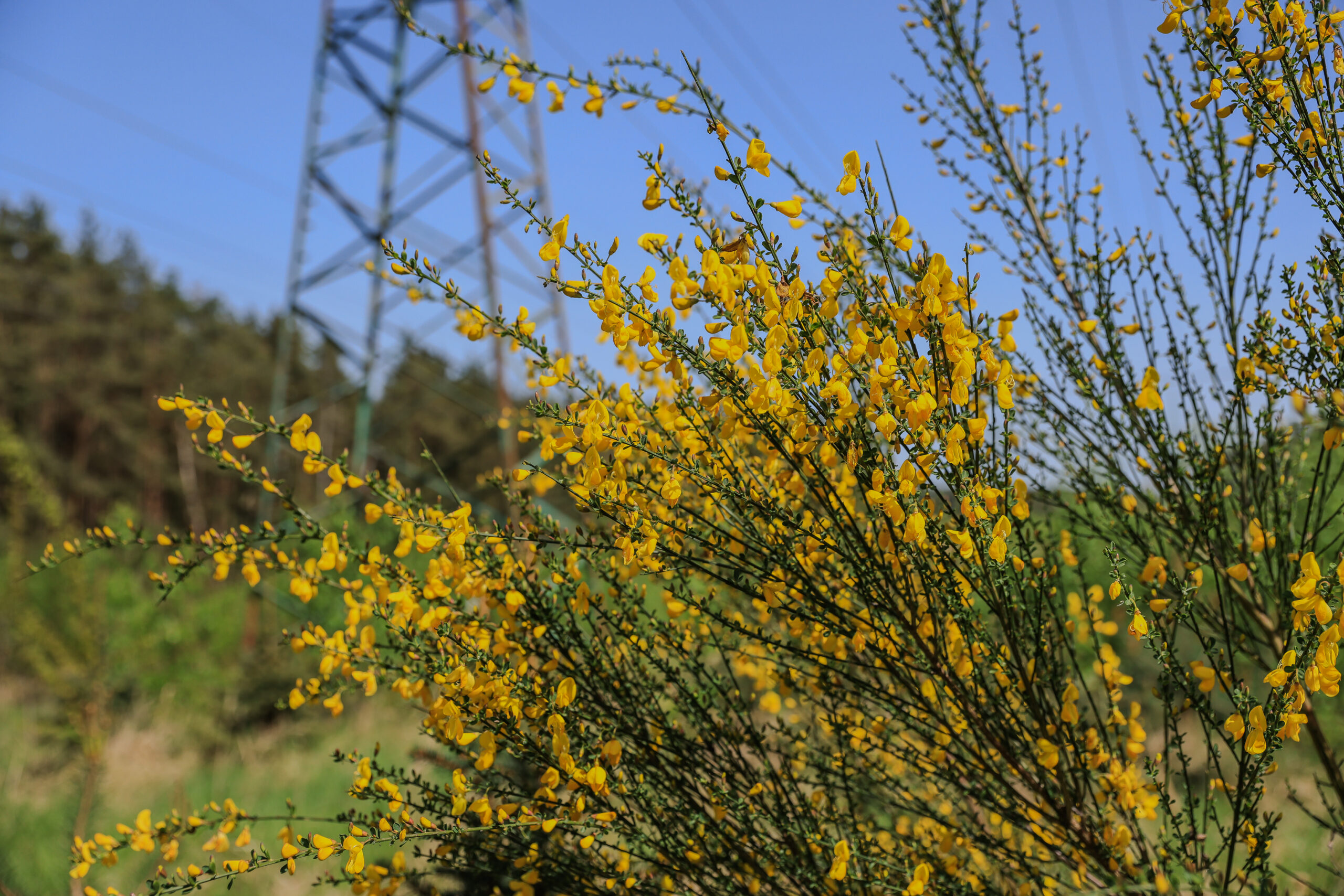 <h1>janovec metlatý (Cytisus scoparius)</h1><br />
Snímku dominují žluté květy na dlouhých stoncích janovce metlatého nacházející se podél cesty směrem ke Kamennému rybníku. V této části trasy se střídají úseky bolevecké “divočiny” s člověkem upravenými plochami z důvodu rozmístění sloupů elektrického vedení. 